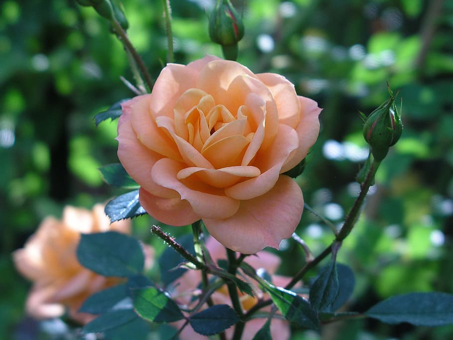 selective focus photography of beige rose at daytime, orange