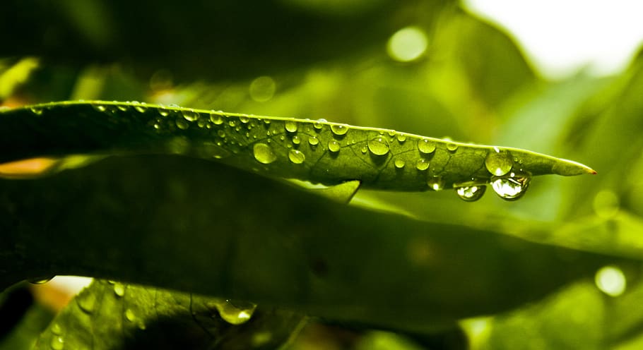 green, leaf, water, rain, leaves, drops, dew, nature, green color HD wallpaper