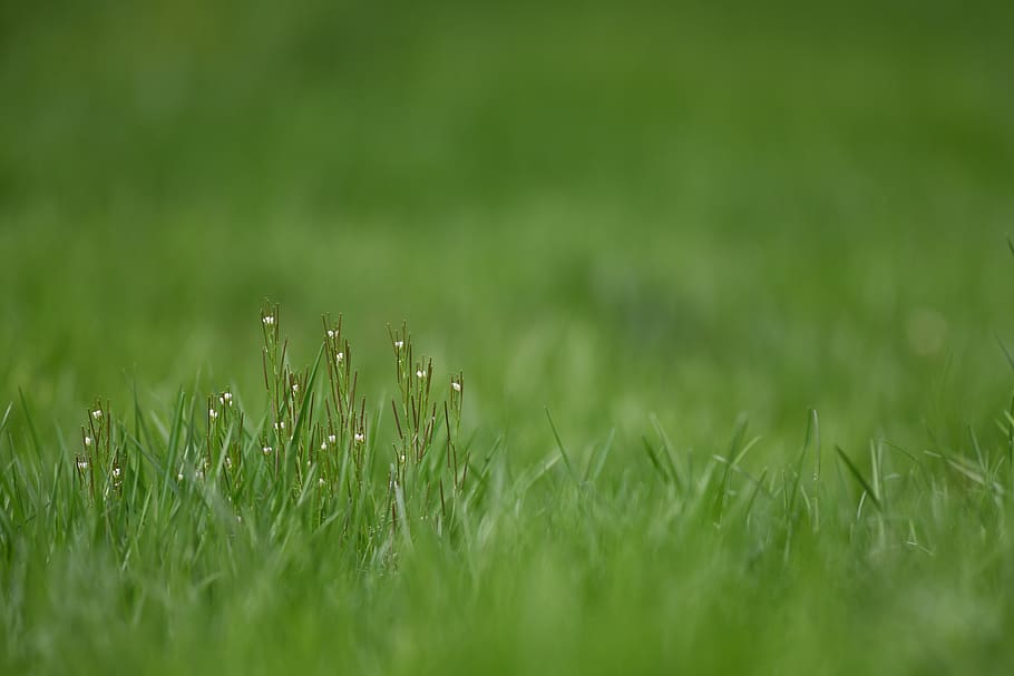 flower, grass, nature, meadow, spring, plant, green color, selective focus HD wallpaper