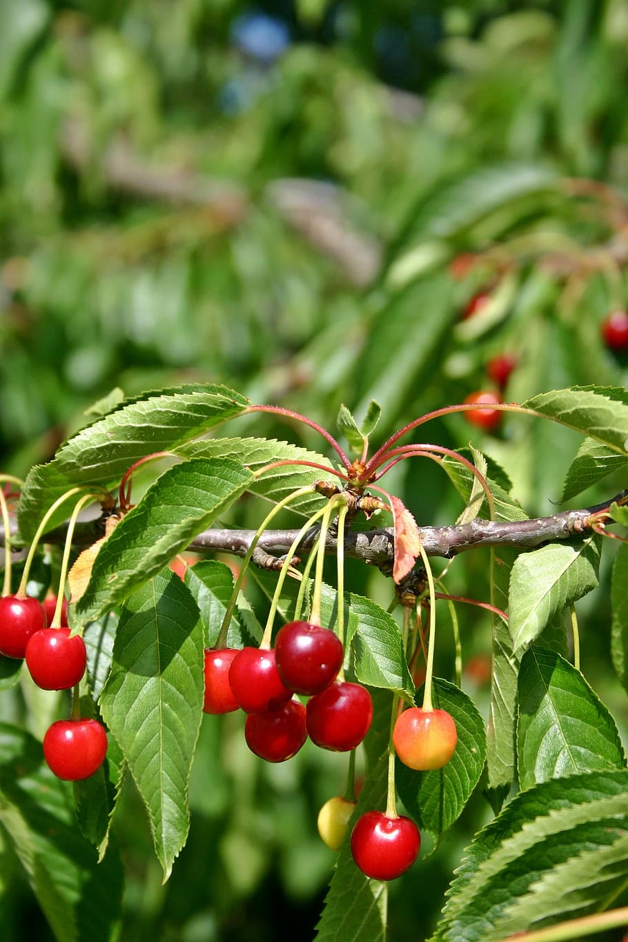 Cherry, Tree, Plant, Branch, Leaf, green, fruit, fruits, fruit tree HD wallpaper