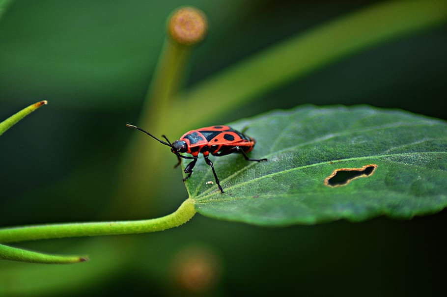 beetle, a cobbler bug, nature, insect, macro, insects, macro nature HD wallpaper
