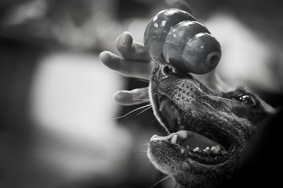 dog, balancing, object, toy, pet, canine, black and white, happy HD wallpaper