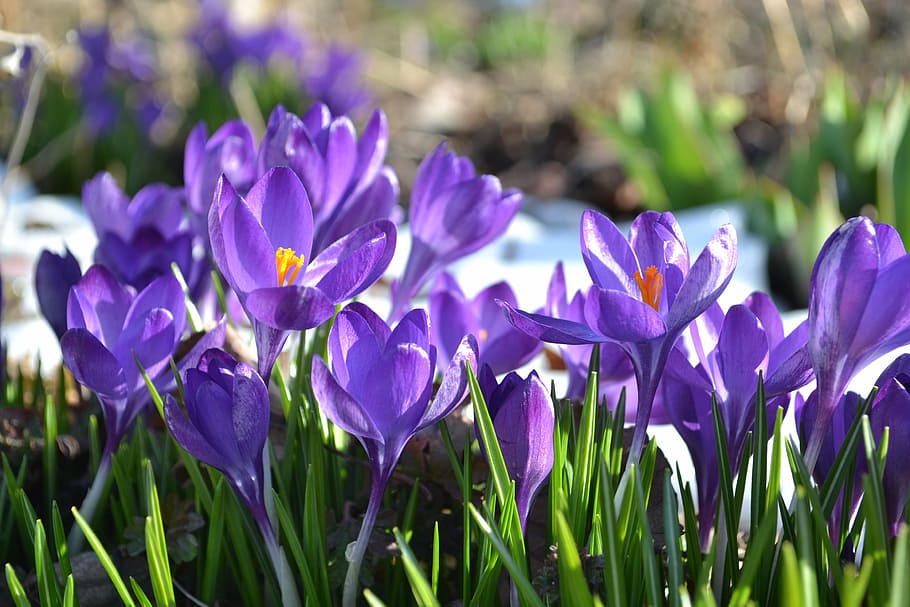 crocus, flower, spring, garden, purple, meadow, nature, plant HD wallpaper