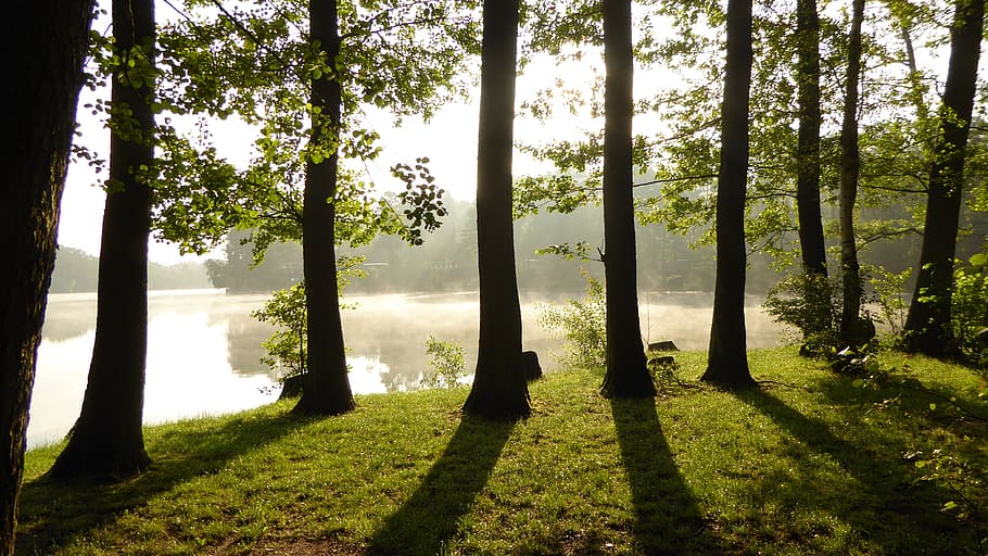 tall tress near body of water at day time, light, shadow, shadow play HD wallpaper