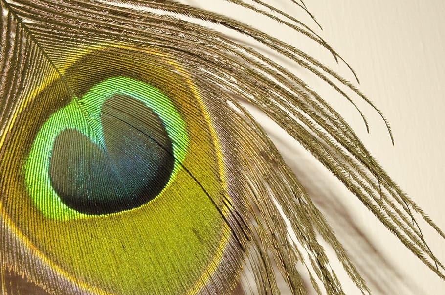 peacock, feather, bright, close-up, peacock feather, bird, animal HD wallpaper