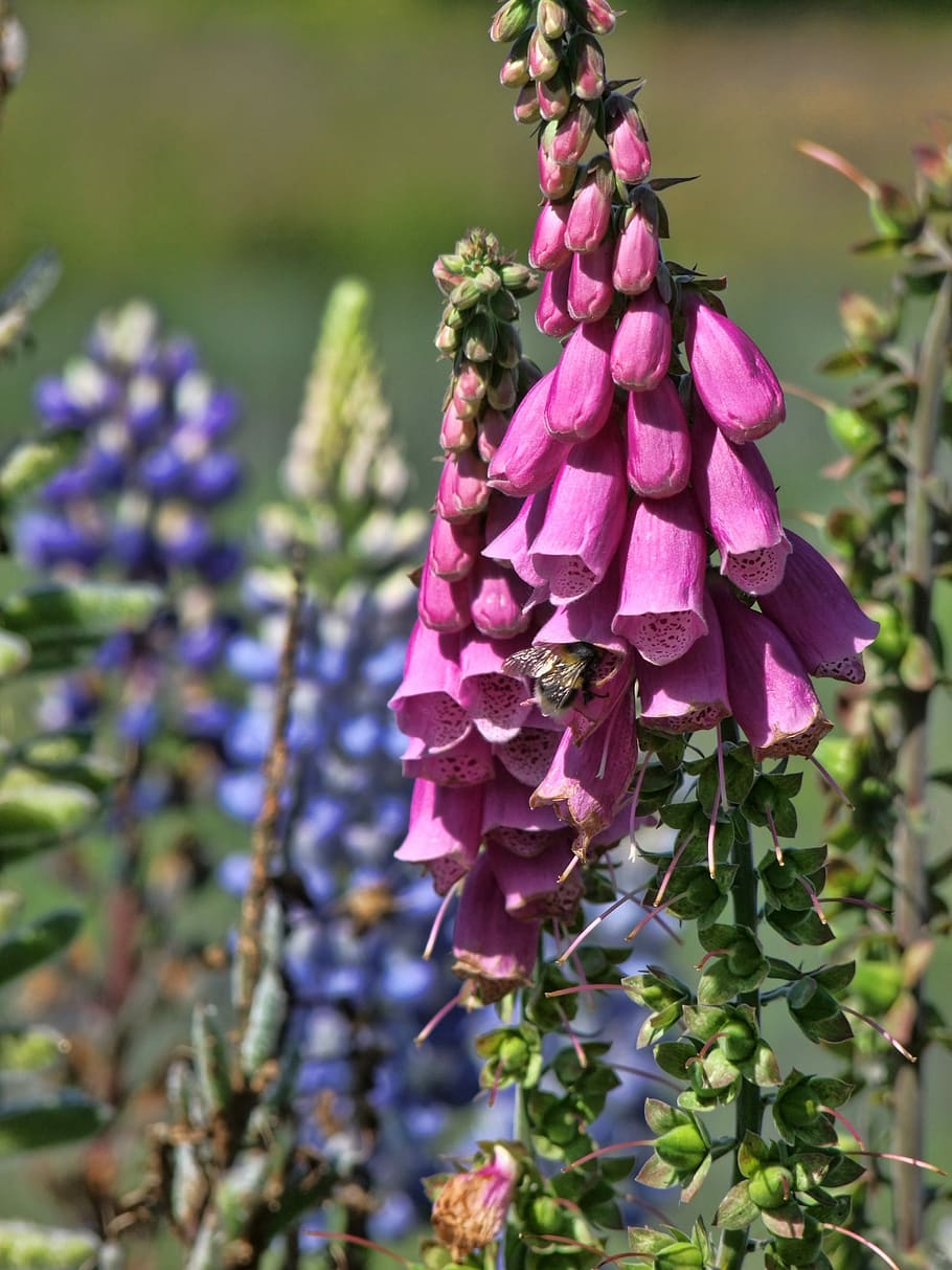 Flowers, Nature, Bee, Honey, Pollinating, natural, bloom, spring HD wallpaper