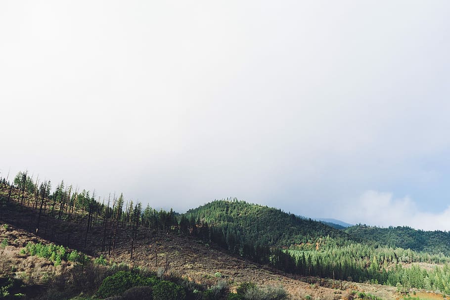 hill with trees  under white sky during daytime, black, blue HD wallpaper