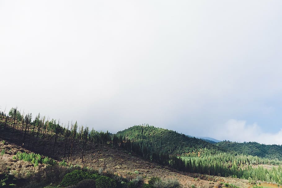 clouds, cloudy, forest, hilly, nature, mountain, tree, outdoors HD wallpaper