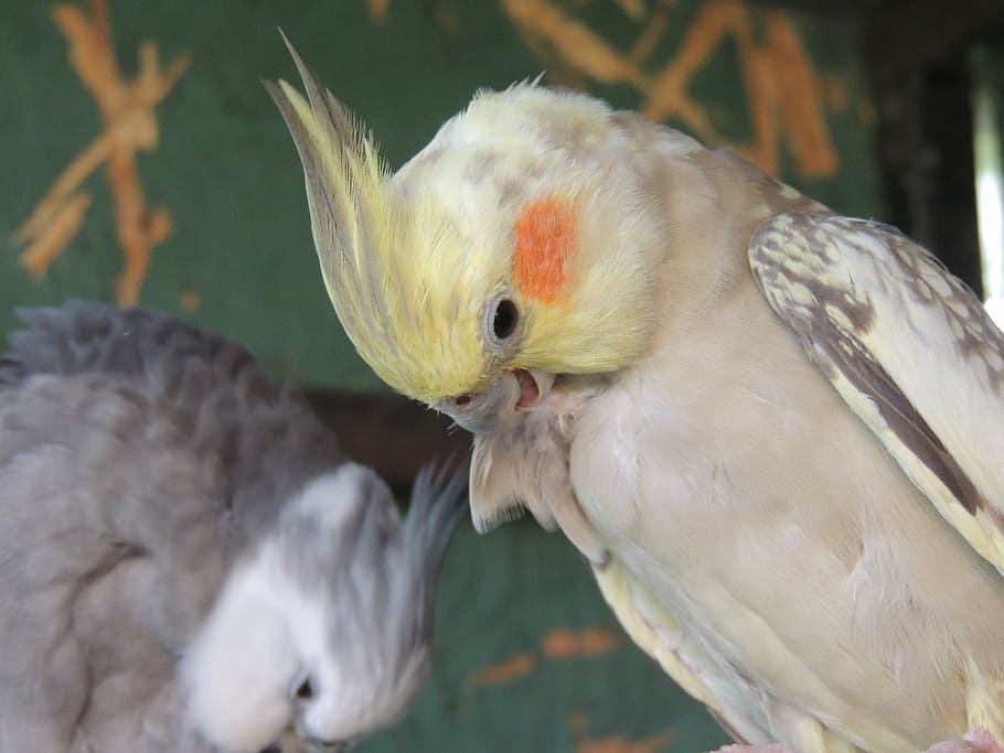 Parrots, Pets, Care, Charge, Love, purification, couple, cockatiel HD wallpaper