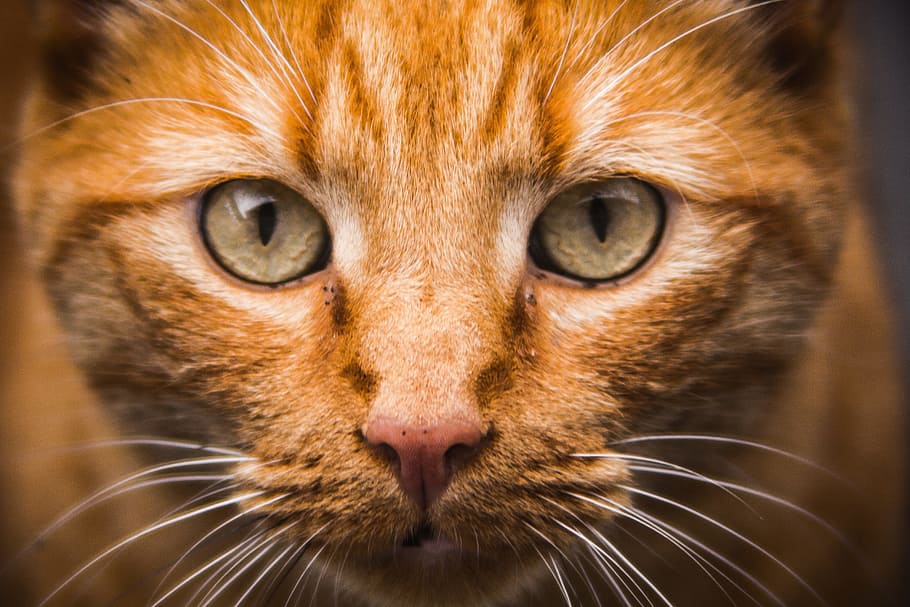 animal, pet, kitten, cat, mammal, animal themes, one animal, feline HD wallpaper