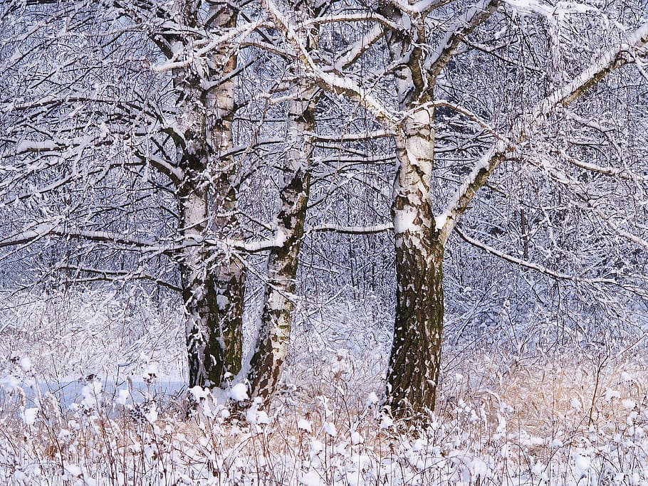 Winter, Snow, Tree, Nature, Birch, forest, frost, landscape HD wallpaper