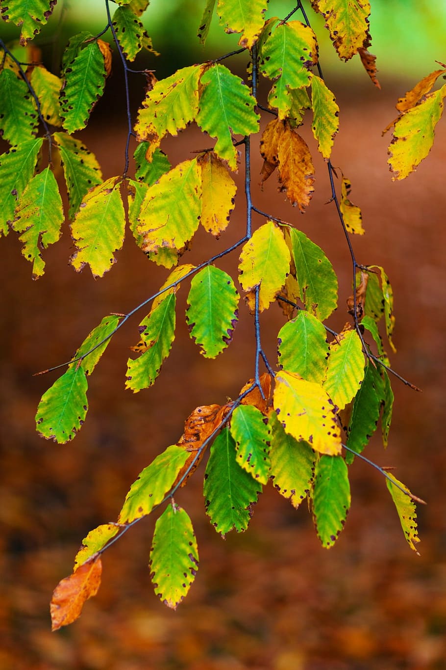 autumn, beech, leaves, branch, brown, color, colorful, fall HD wallpaper