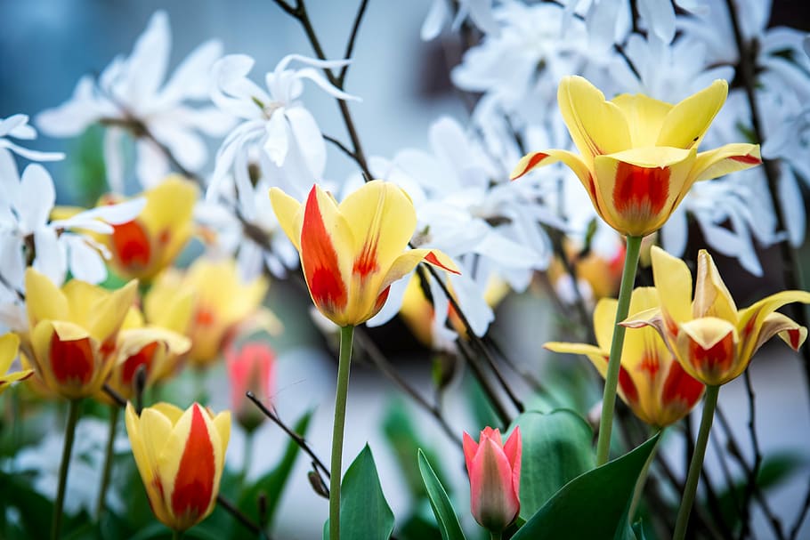 spring, tulips, young drove, bloom, nature, flowers, yellow HD wallpaper