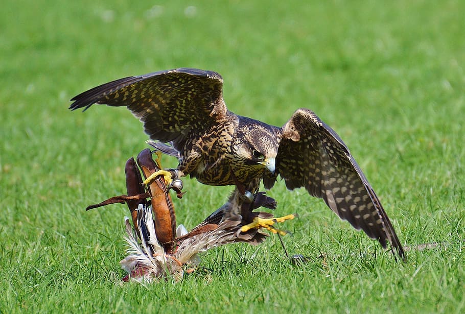 falcon, wildpark poing, prey, access, raptor, wild animal, feather HD wallpaper