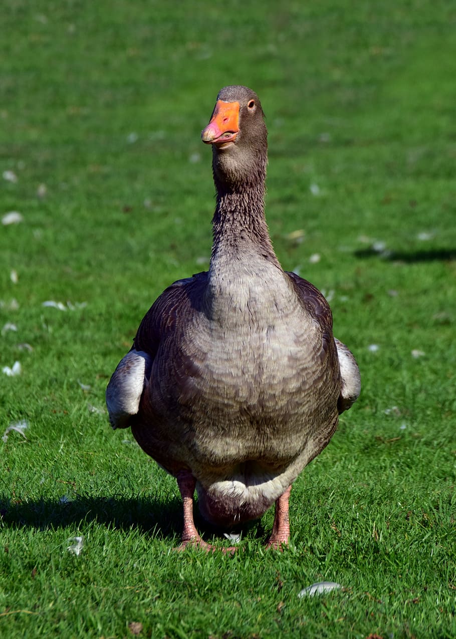 goose, duck, bird, poultry, animal, bio, meadow, outdoor, range HD wallpaper