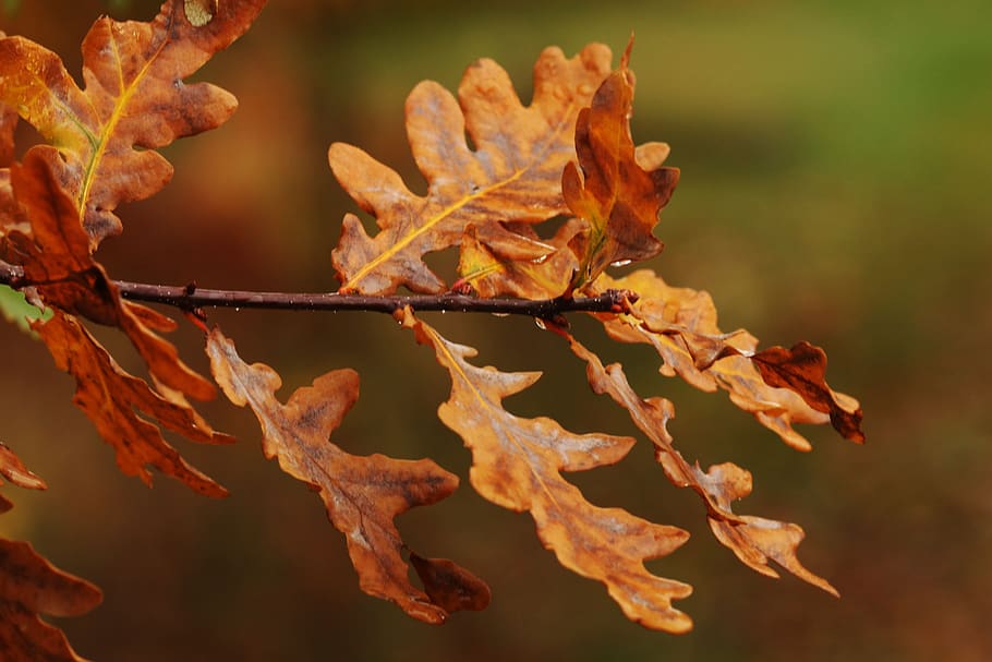leaves, nature, fall, autumn, change, leaf, plant part, close-up HD wallpaper