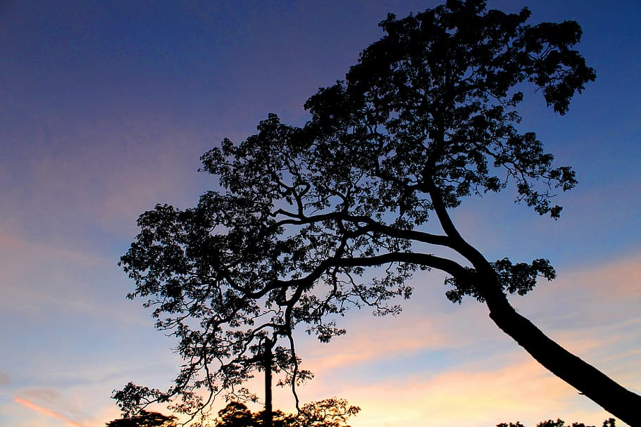 landscape, silhouette, tree, nuwaraeliya, sky, sunrise, beauty in nature HD wallpaper