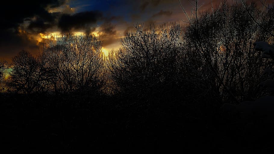 trees, night, sunset, evening, sky, plant, silhouette, growth HD wallpaper