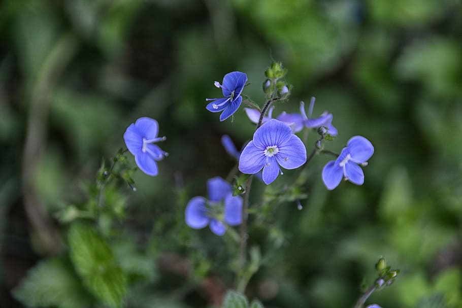 flowers, flora, nature, botany, flowering, garden, plant, blue HD wallpaper