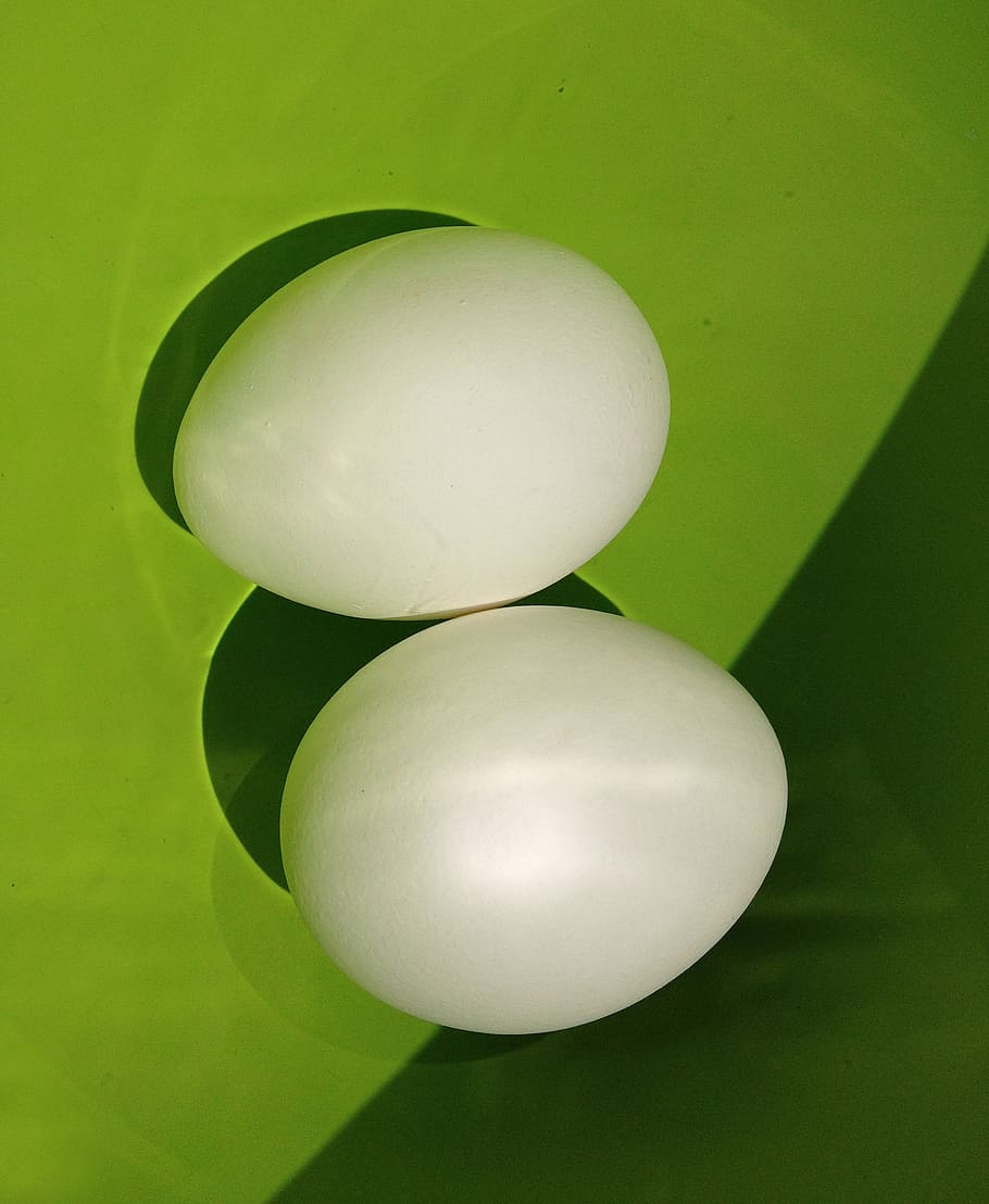 eggs, bowl, water, green, white, hen eggs, green color, no people HD wallpaper