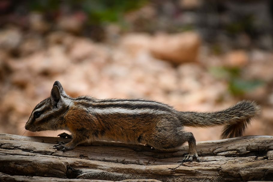nature, wildlife, rodent, squirrel, wood, animal themes, animal wildlife HD wallpaper