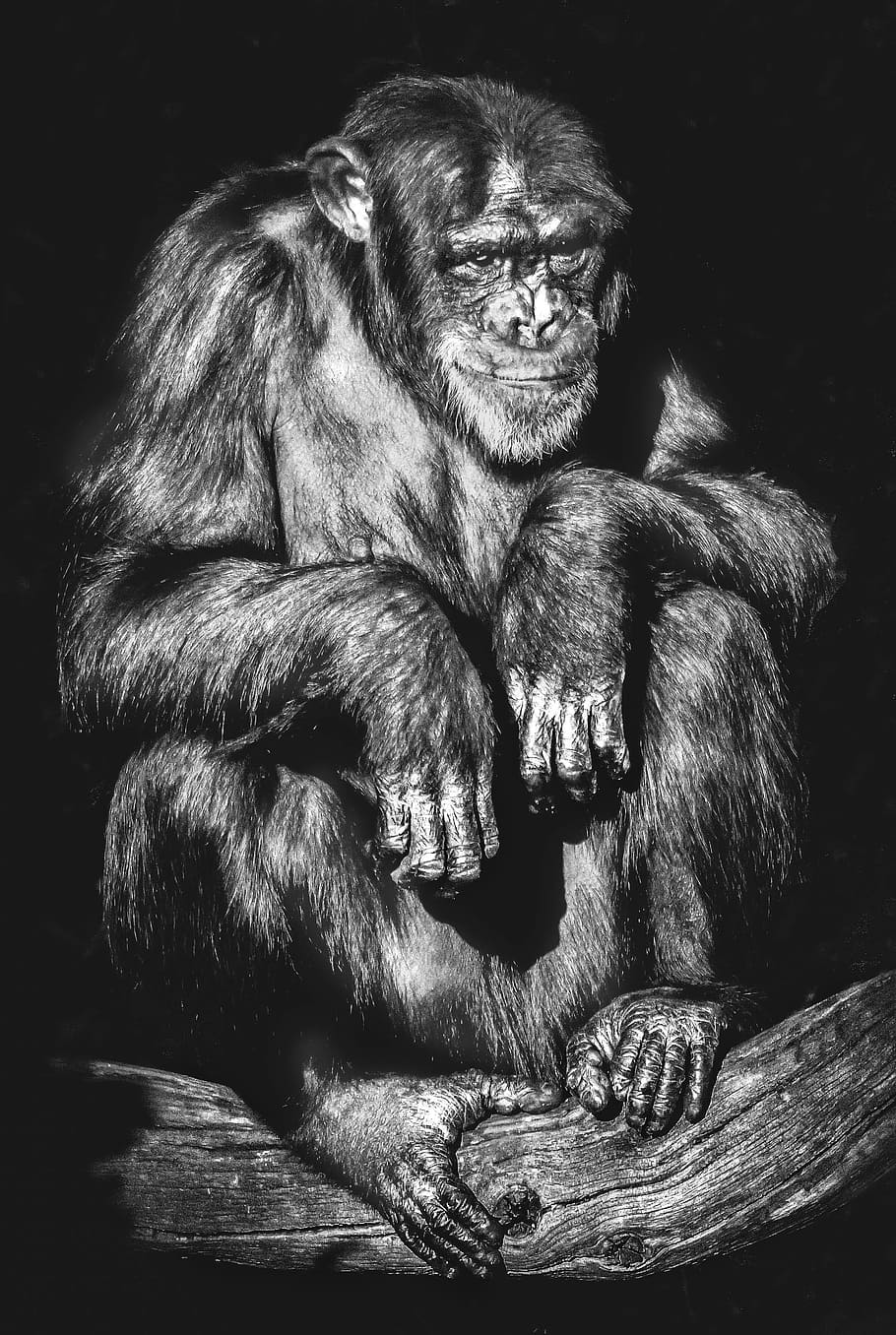 portrait, primate, monkey, ape, adult, chimpanzee, mammal, animal wildlife, HD wallpaper