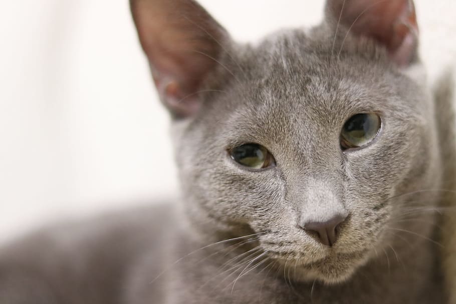Cat, Russian Blue, Kitty, Kitten, Soft, gray, sleepy, domestic cat HD wallpaper