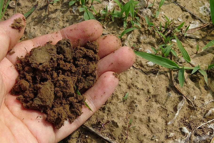 dirt on person's left palm, Soil, Compost, Farm, Field, Plant