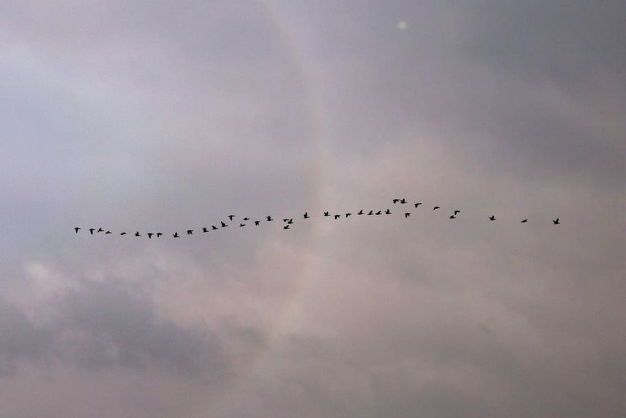Clouds, Flight, Fly, Water Bird, birds, swarm, nature, sky HD wallpaper