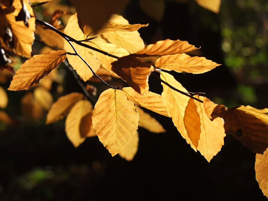 Foliage, Tree, Nature, autumn, trees, branch, leaves, colors HD wallpaper