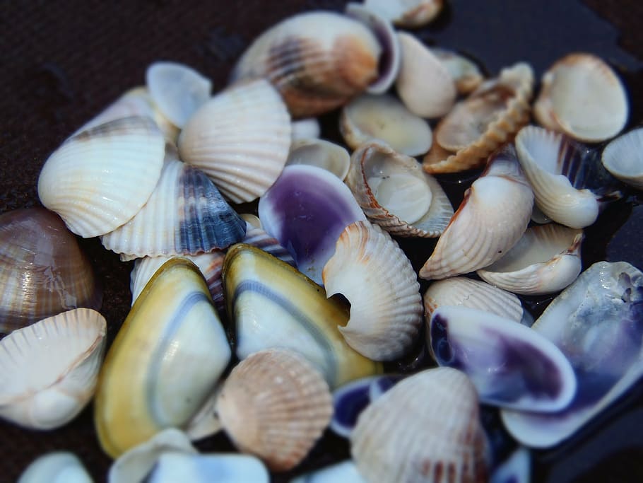 sea shells, color, beach, still life, close-up, food and drink HD wallpaper