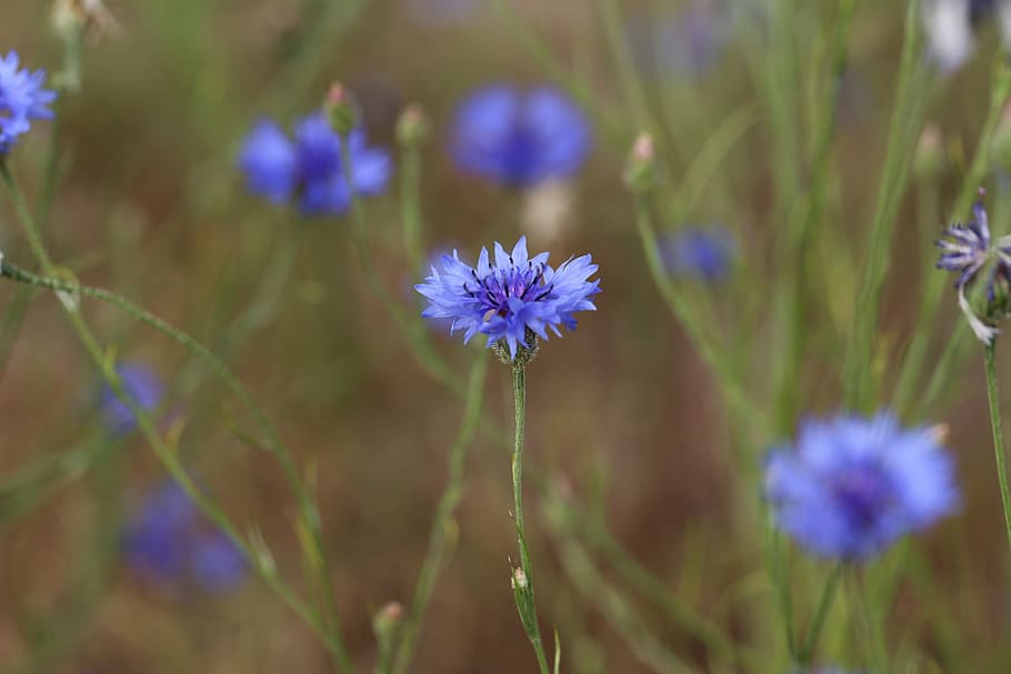 cornflower, shrub, plant, flora, nature, garden, blossom, bloom HD wallpaper