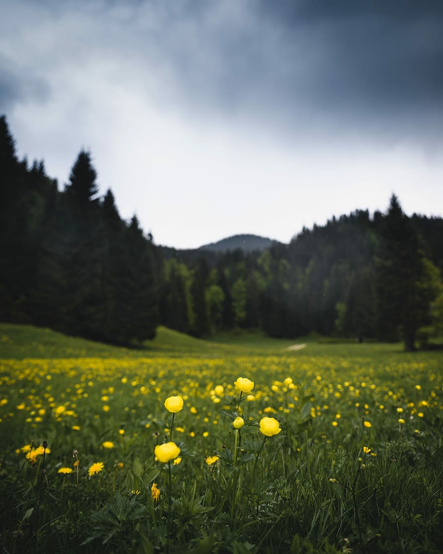 field of yellow petaled flowers, selective focus photography of yellow petaled flower field HD wallpaper