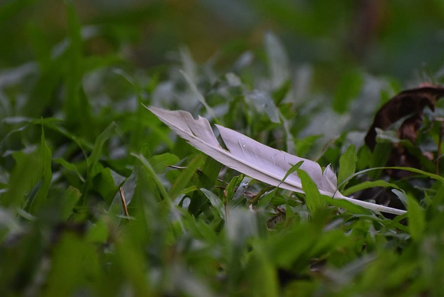 feather, feathers, grass, green, simple, white, foreground HD wallpaper