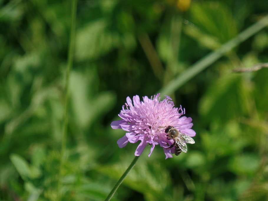 bee, flower, nature, insect, plant, garden, blossom, bloom HD wallpaper