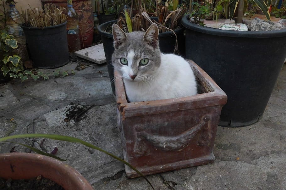 Cat, Flower Pot, Container, sitting, patio, outdoors, cute HD wallpaper