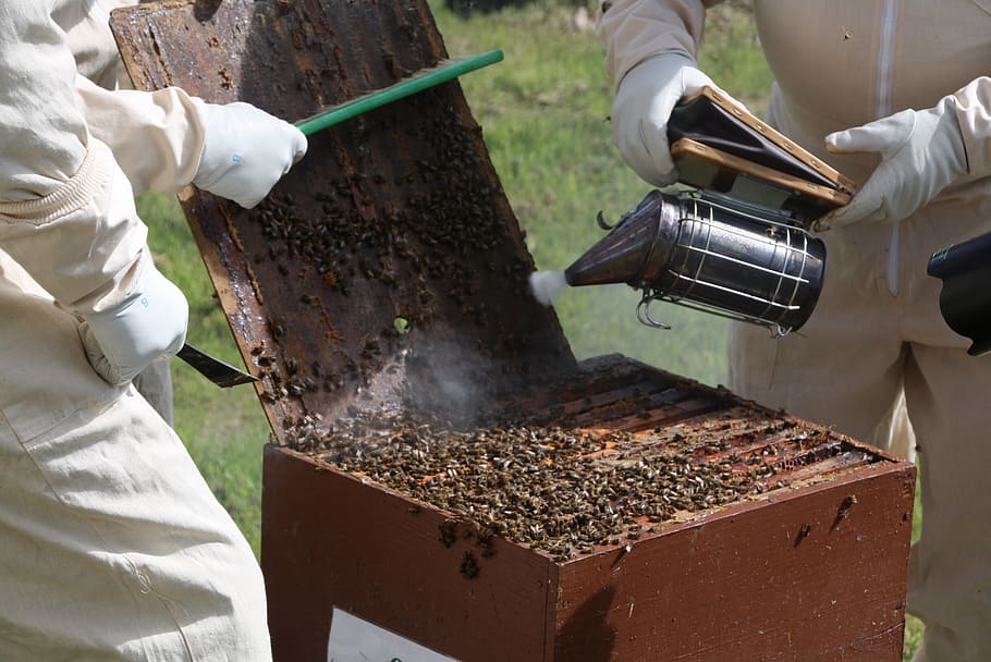 beekeeping, hive, bees, smoker, apiculture, beehive, holding