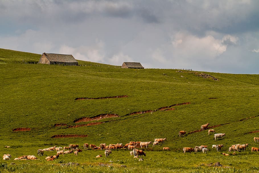 herd, pre, agriculture, mammal, livestock, grass, cloud - sky HD wallpaper