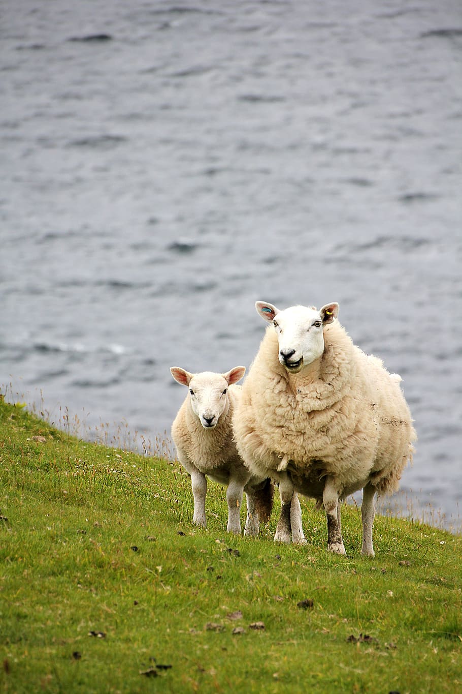 sheep, lamb, meadow, pasture, schäfchen, wool, dike, animal HD wallpaper