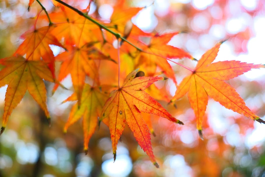 maple, orange, fall, autumn, november, plant part, change, leaf HD wallpaper