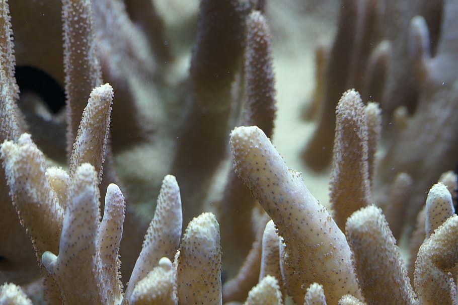closeup photography of white coral reefs, underwater, structure HD wallpaper