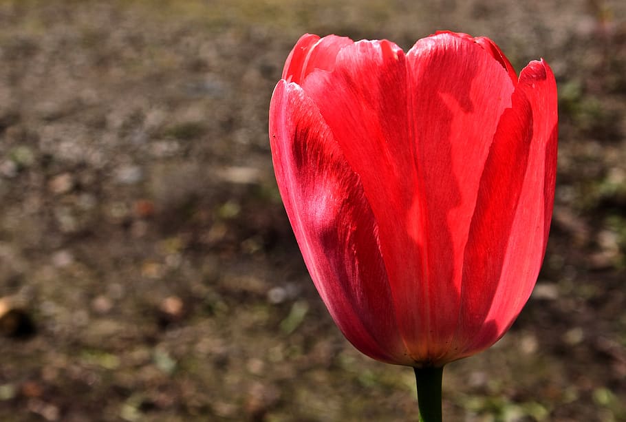 tulip, flower, nature, spring, flora, garden, red, flowering plant HD wallpaper