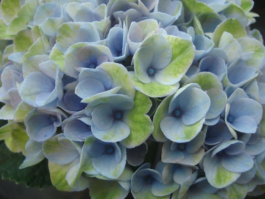 flowers, hydrangea, blossom, bloom, blue, plant, flora, nature HD wallpaper