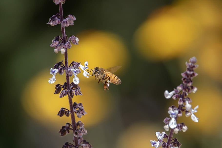 bee, flower, nature, flora, outdoors, leaf, closeup, vibrant HD wallpaper