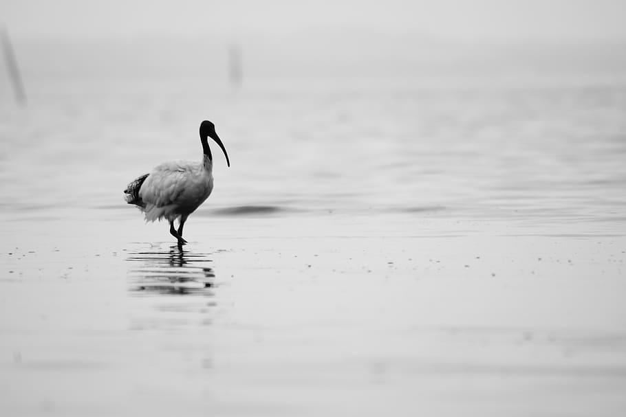 bird, animals, water, animal themes, animals in the wild, one animal HD wallpaper