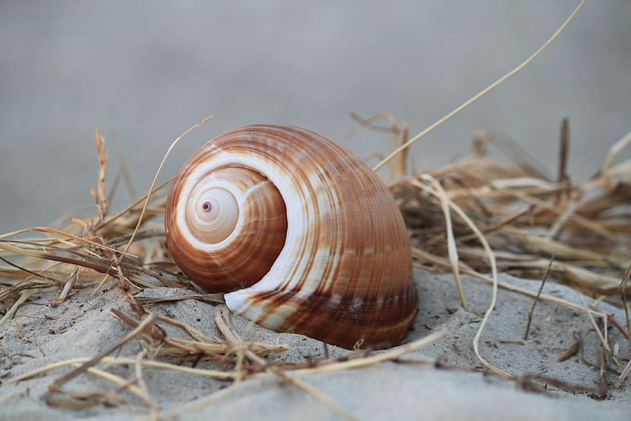 brown snail on gray sand, shell, snail shell, close, nature, animals, HD wallpaper