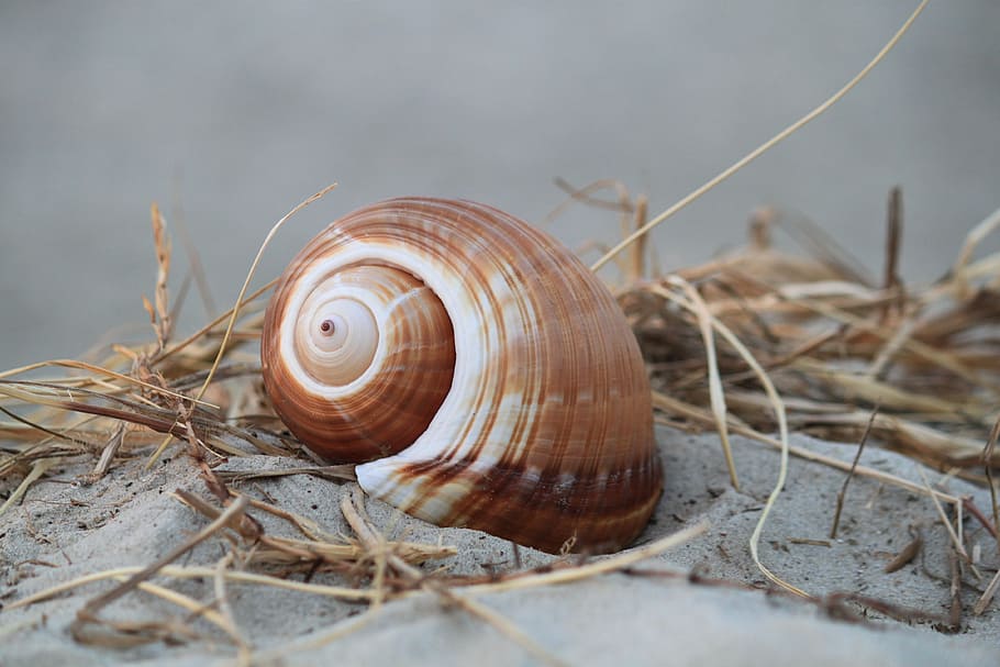 brown snail on gray sand, shell, snail shell, close, nature HD wallpaper