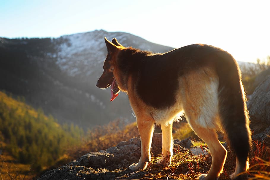 German shepherd standing on mountain, adult black and tan German shepherd standing on high ground during sunrise, HD wallpaper