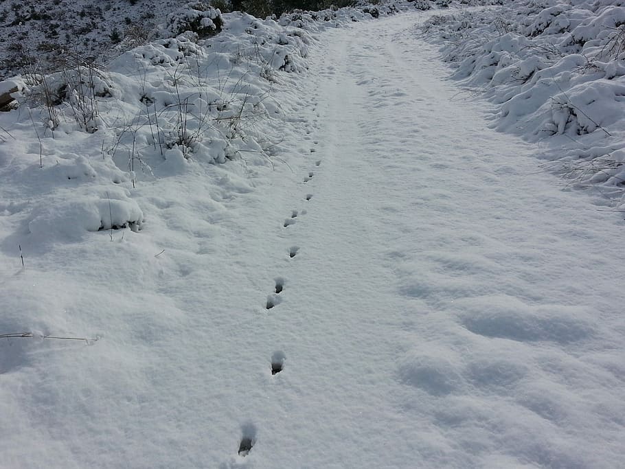 Snow, Path, Trail, Winter, Nature, White, cold, season, scene HD wallpaper