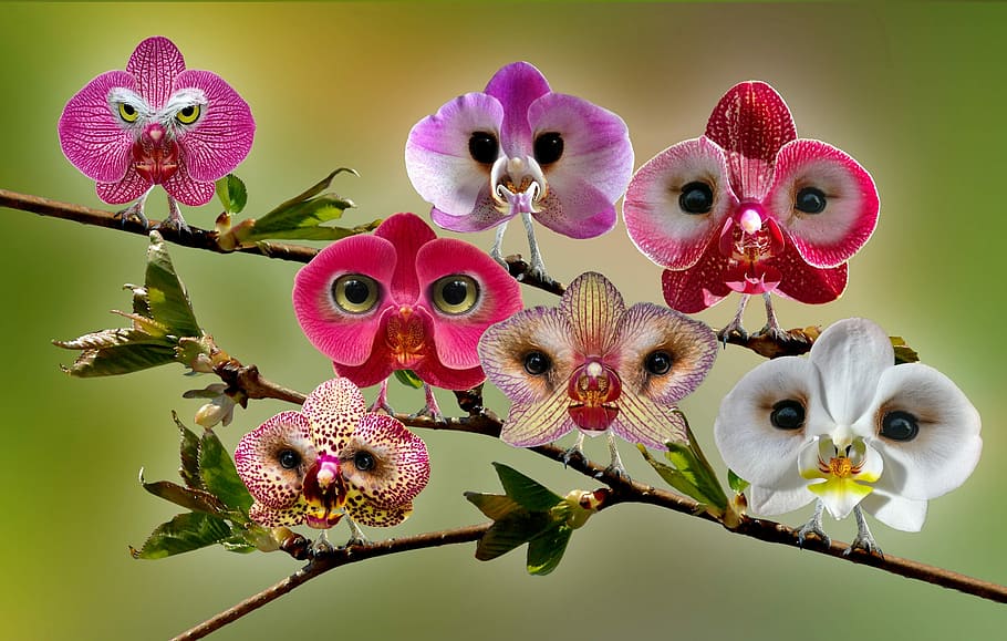 assorted-color flowers illustration, digiart, photoshop art, digital art, HD wallpaper